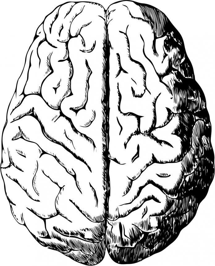 CEREBRO HUMANO -https://www.publicdomainpictures.net/es/view-image.php?image=130360&picture=cerebro-humano