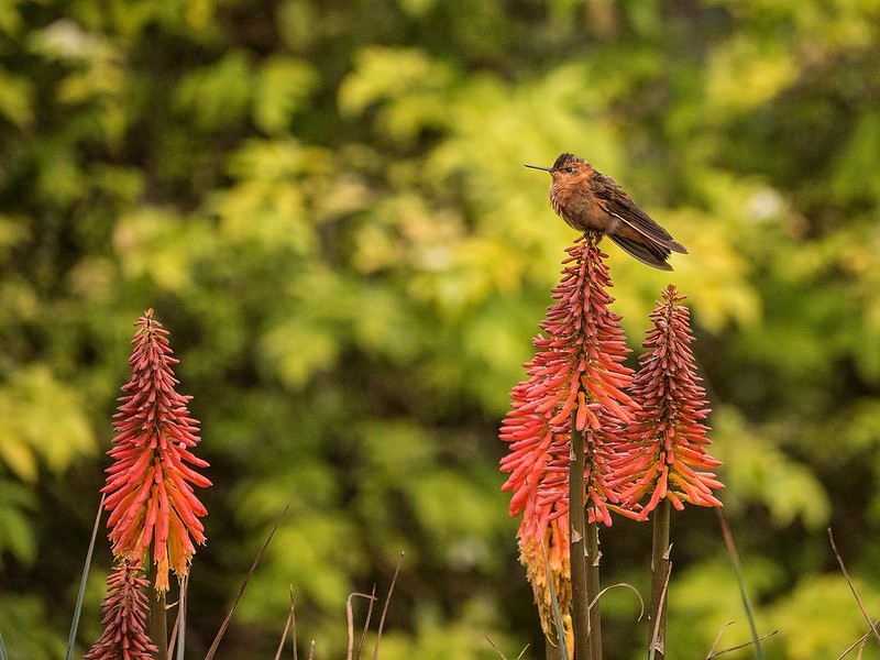 monitoreo de biodiversidad - Monserrate Juan pachòn