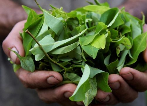 industrialización de la hoja de coca,