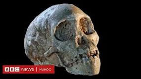 niño de taung el fósil que cambió la historia .