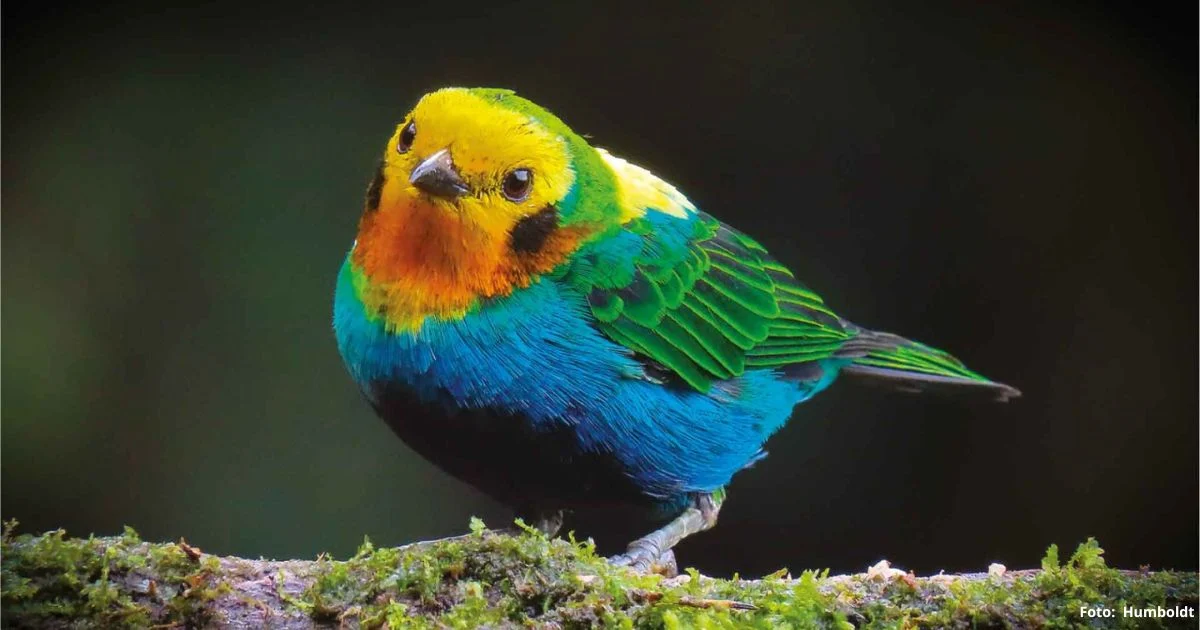 fotografia: Instituto Humbold ColombiA