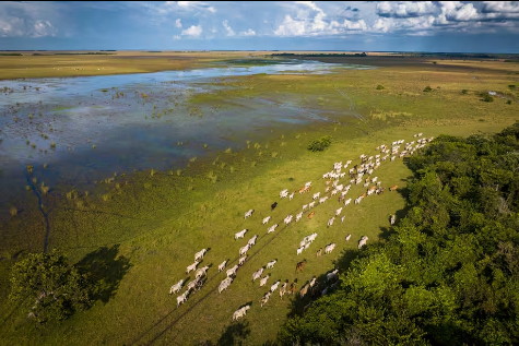 Orinoquia Colombiana