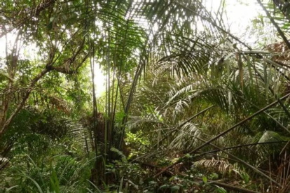 Las turberas del Congo datan de hace 40.000 años.
