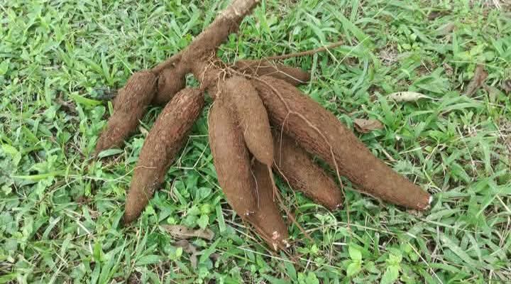 Yuca