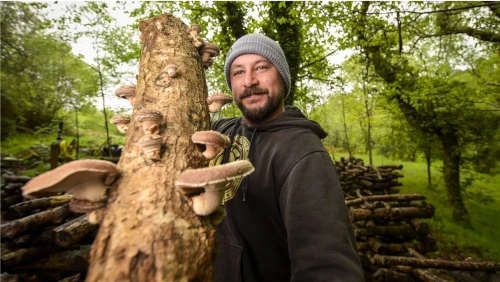 Xesús Graña, con un tronco donde cultiva setas